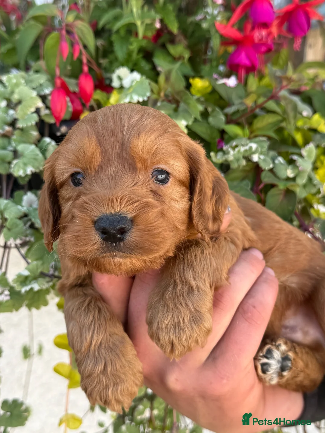 Cockapoo dogs for sale: Stunning F1 Cockapoos - Advert 25