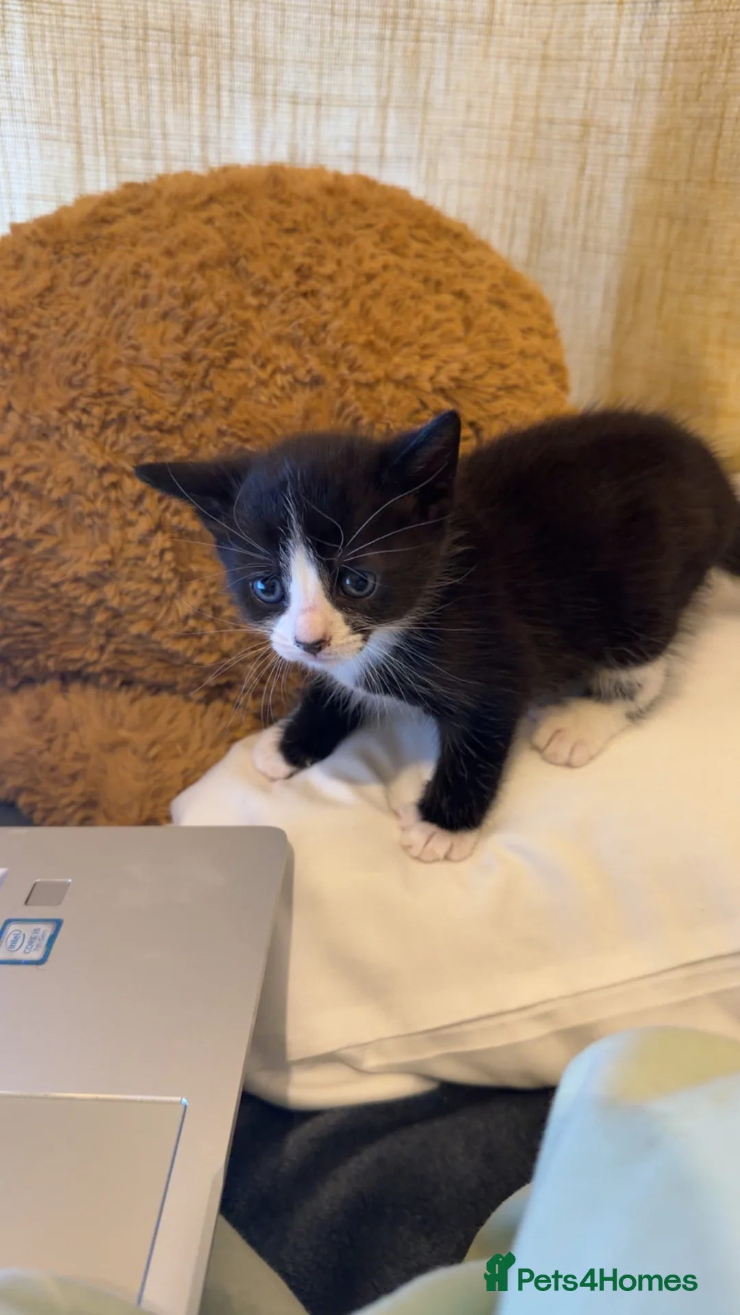 British Shorthair cats for sale: Adorable kittens available soon - Advert 2