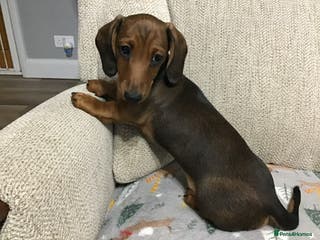 Miniature Dachshund dogs BEAUTIFUL TRUE TO TYPE BABIES - REDUCED 👀 🏡 - Advert 1