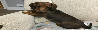 Miniature Dachshund Puppy 3