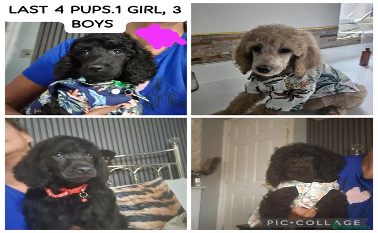 Standard Poodle dogs - Advert 3