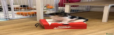 Jackapoo 1