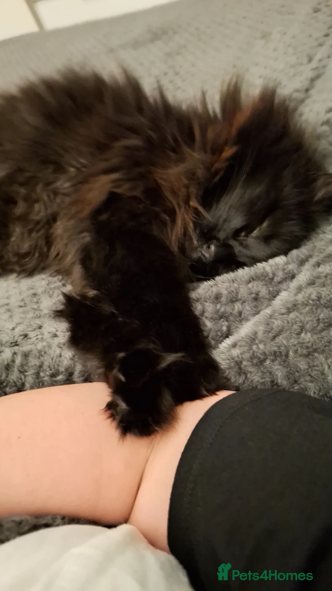 Mixed Breed cats for sale: Mixed breed long hair - Advert 10