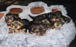 Yorkshire Terrier dogs for sale: 💕🐾Adorable PEDIGREE YORKSHIRE TERRIER Pups🐾💕  - Image 29