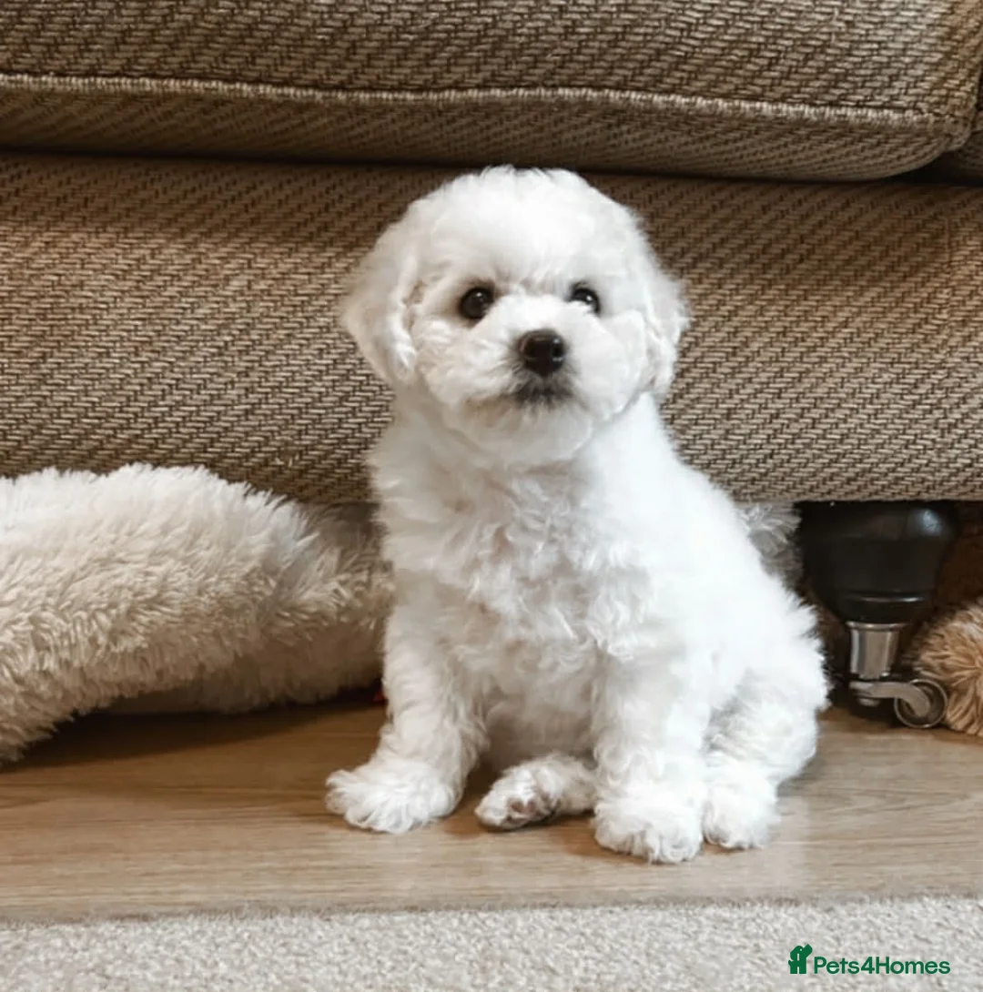 Bichon Frise dogs for sale: Bichon  in Sturminster Newton - Advert 16