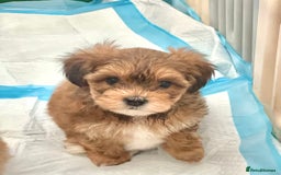 Shih Tzu dogs for sale: TINY Asian small toy Shipoo’s ADORABLE  - Image 2
