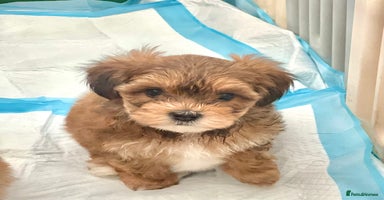 Shih Tzu dogs - Advert 13
