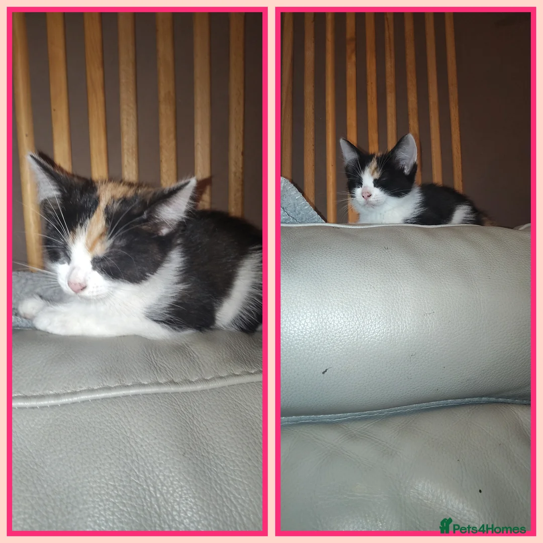Mixed Breed cats for sale: 2 female kittens for sale  - Advert 2