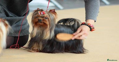 Yorkshire Terrier dogs KC registr  18 champions bloodline 1 boy+ 1 girl - Advert 8