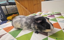 Guinea Pig rodents for sale: Neutered single boy guineapigs  - Image 3