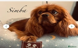 Cavachon dogs for sale: Toy Cavachon male puppies 🩵💙DNA tested 🩵💙 - Image 6