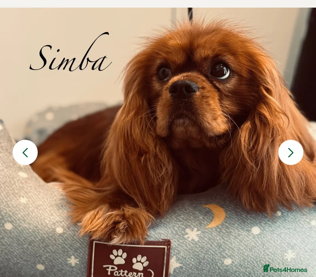 Cavachon dogs for sale: Toy Cavachon male puppies 🩵💙DNA tested 🩵💙 - Image 6