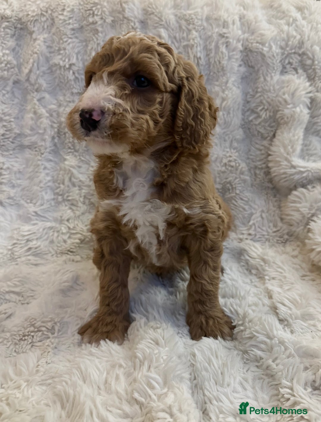 Goldendoodle dogs for sale: Beautiful golden doodles  - Advert 27