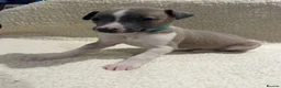Whippet dogs for sale: Only 3 boys Quality pedigree whippet puppies left  - Advert 25