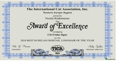 Kurilian Bobtail cats - Advert 3