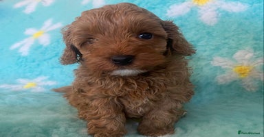 Cavapoo dogs - Advert 6