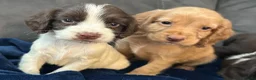 Cocker Spaniel dogs for sale: Cocker Spaniel Puppies  - Advert 17
