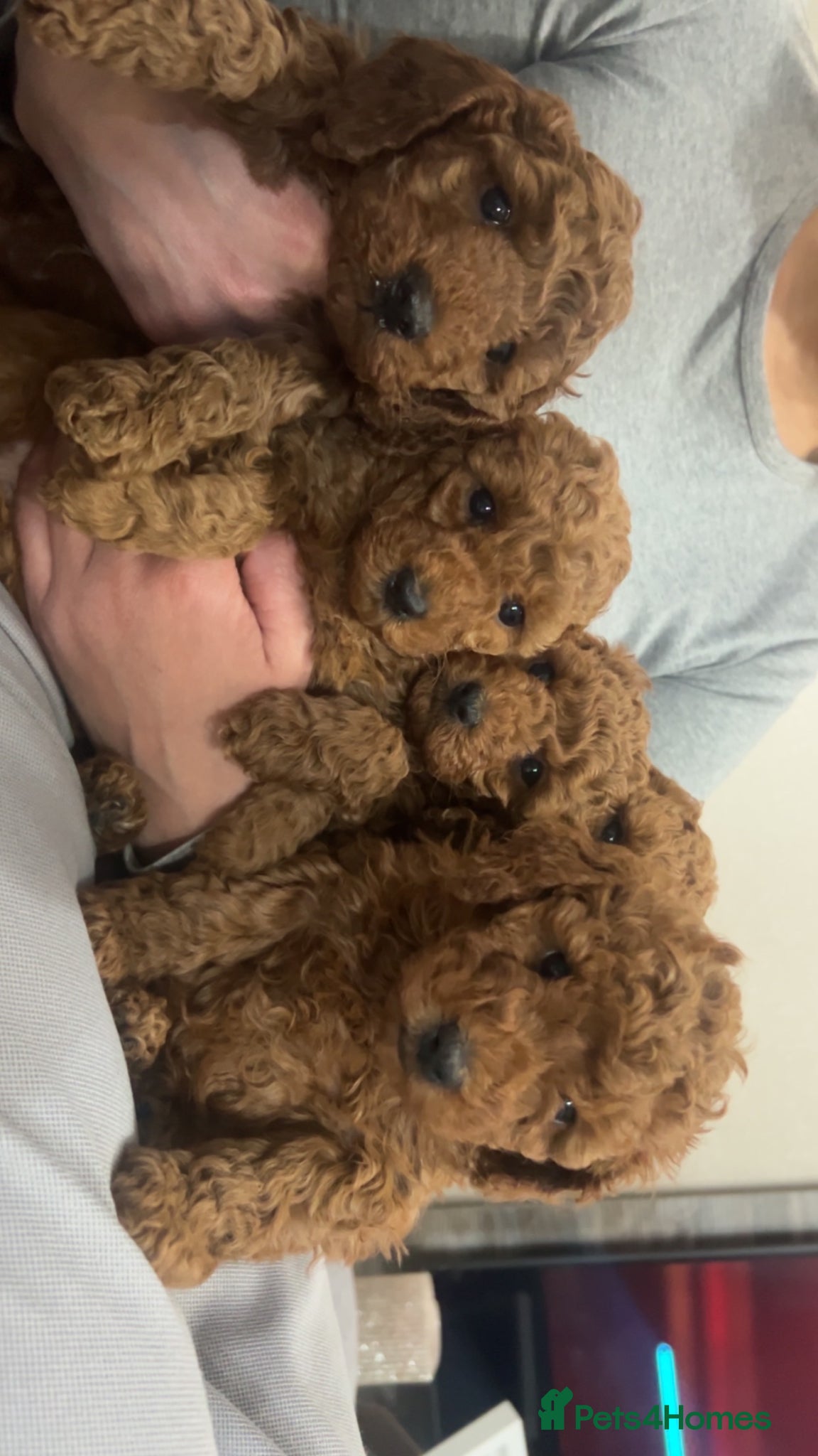 Miniature Poodle dogs KC REG MINIATURE RED POODLES - Advert 2