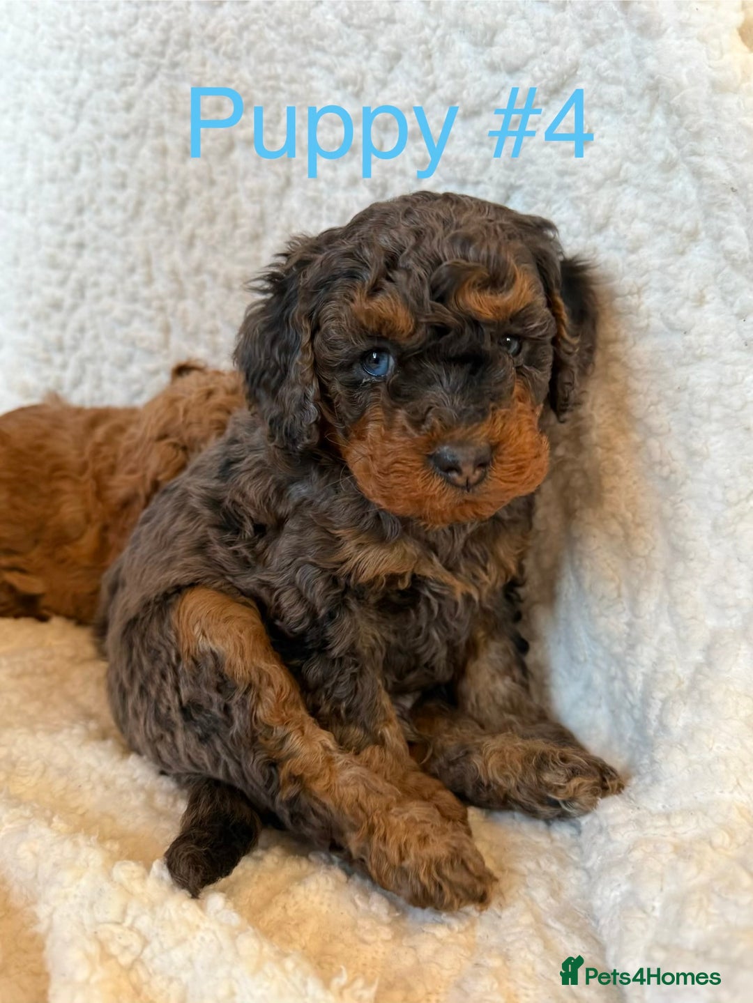 Cavapoo dogs for sale: Stunning Merle toy f1b Cavapoo puppies - Advert 1