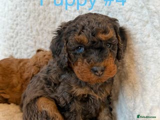 Cavapoo dogs Stunning Merle toy f1b Cavapoo puppies - Advert 9