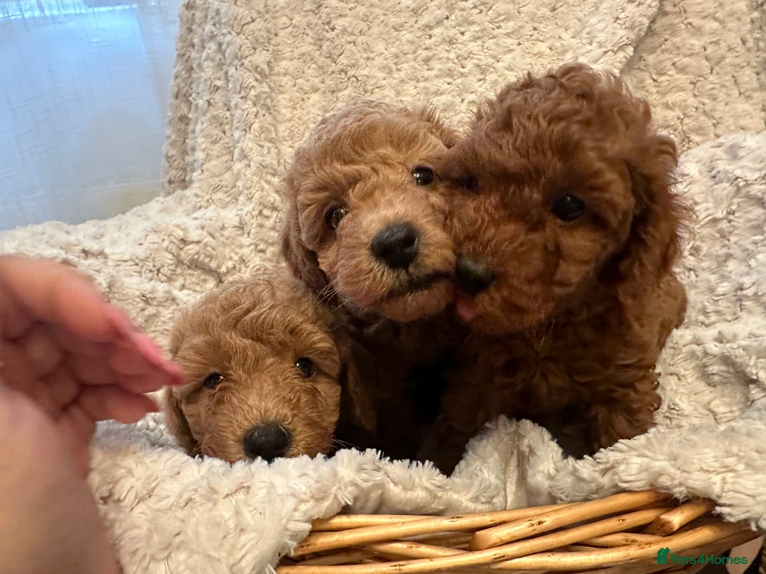 Toy Poodle dogs for sale: 🤎Toy poodles🤎 - Image 13