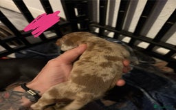 Miniature Dachshund dogs for sale: Mixed litter of beautiful miniature dachshunds  - Image 6