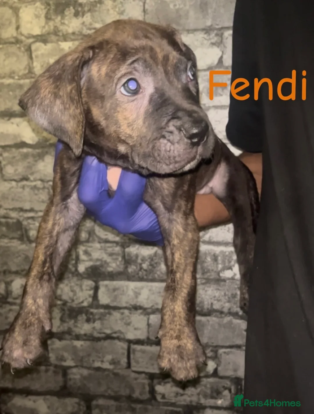 Presa Canario dogs for sale: Beautiful presa canarios puppies in Birmingham - Advert 2