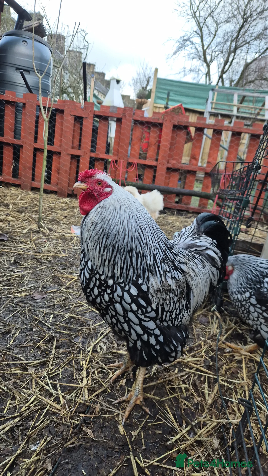 Chickens poultry for sale: Silver Laced Wyandotte Cockrel  - Advert 2