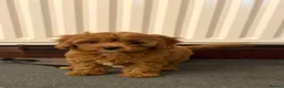 Cavapoo dogs for sale: Fox red cavapoo cuties  in Dartford - Advert 3