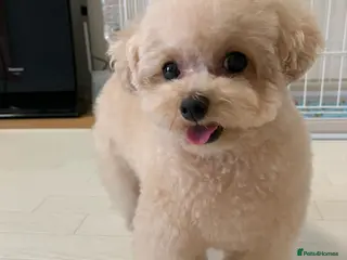 Toy Poodle dogs Cute Apricot Toy Poodle Puppy - Advert 3