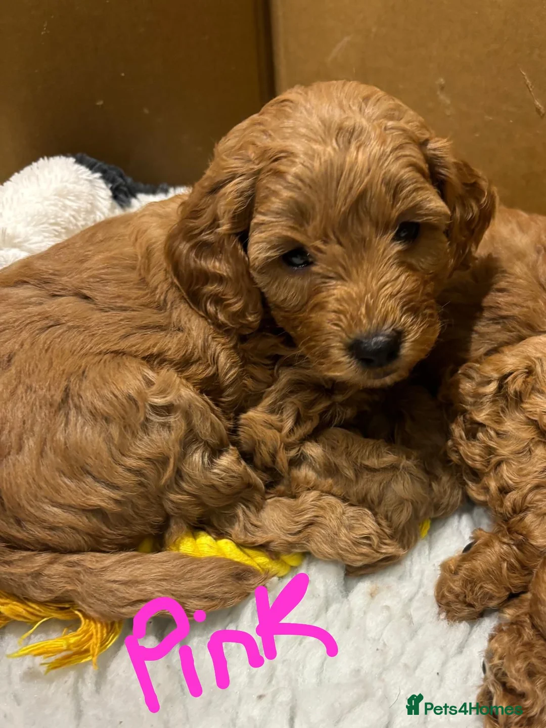Mixed Breed dogs for sale: Miniature Double Doodles - Advert 20