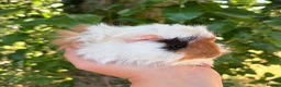 Guinea Pig rodents for sale: LOTS of Stunning Baby Girl Guinea Pigs 💗 - Advert 17