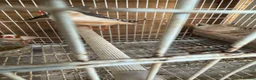 Mixed Breed birds for sale: Mix breed Canary and Zebra finches  - Advert 4
