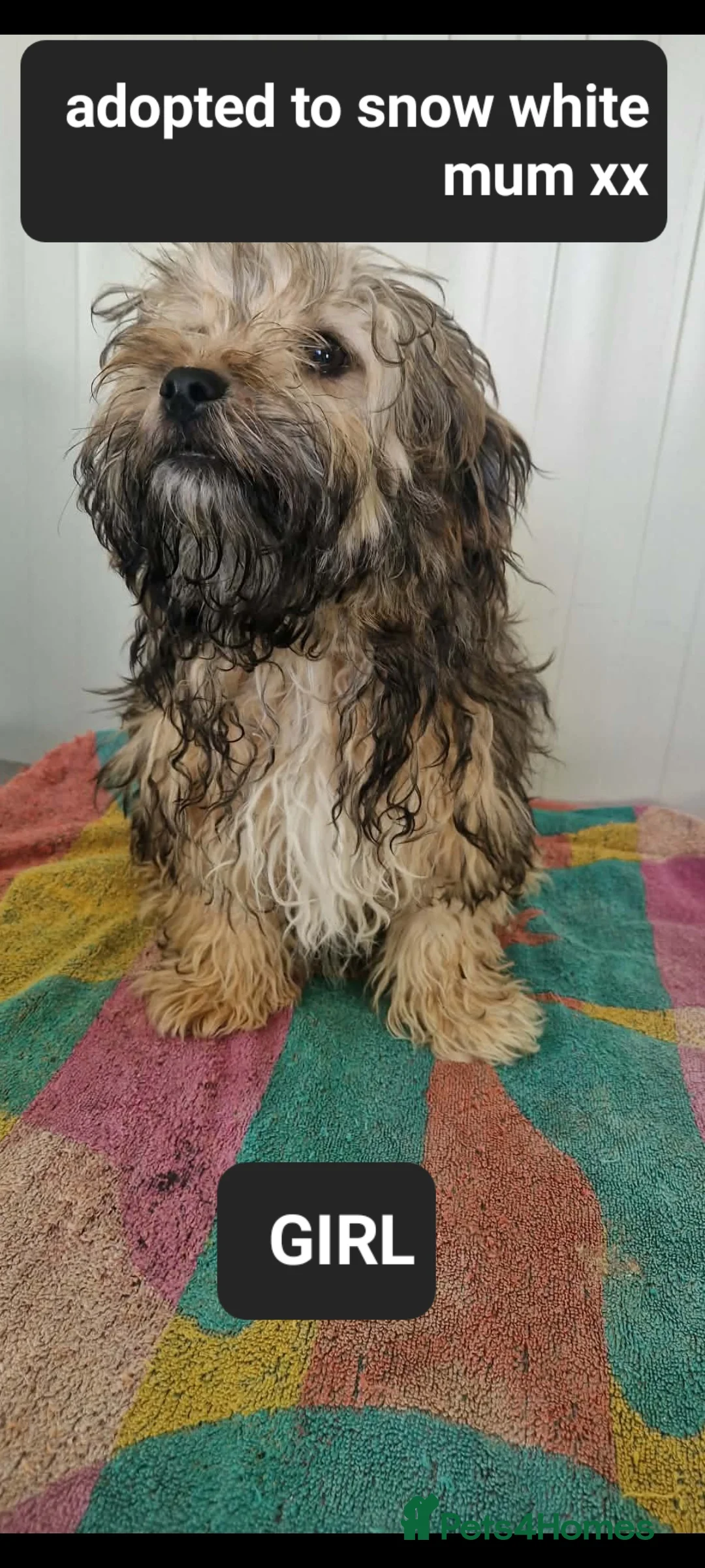 Mixed Breed dogs for adoption: Albert. Shihtzu mix 5kg  in Bridlington - Advert 2