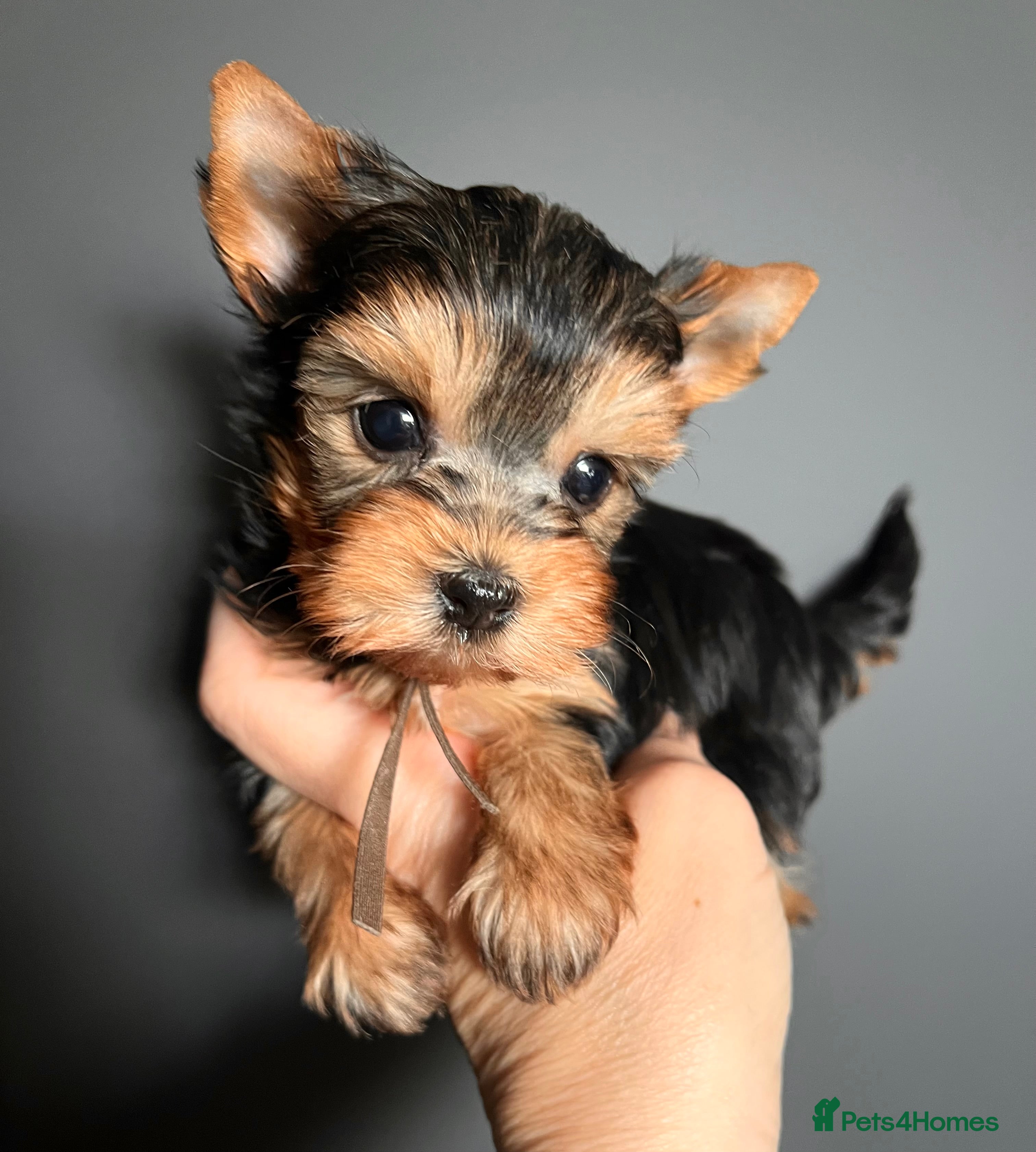 Yorkshire Terrier dogs ❣️Miniature Yorkshire Terriers – 4 Boys VERY SMALL - Advert 1