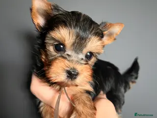 Yorkshire Terrier dogs ❣️Miniature Yorkshire Terriers – 4 Boys VERY SMALL - Advert 1