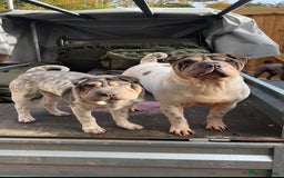 Shar Pei dogs for sale: Male Shar Pei  - Image 6