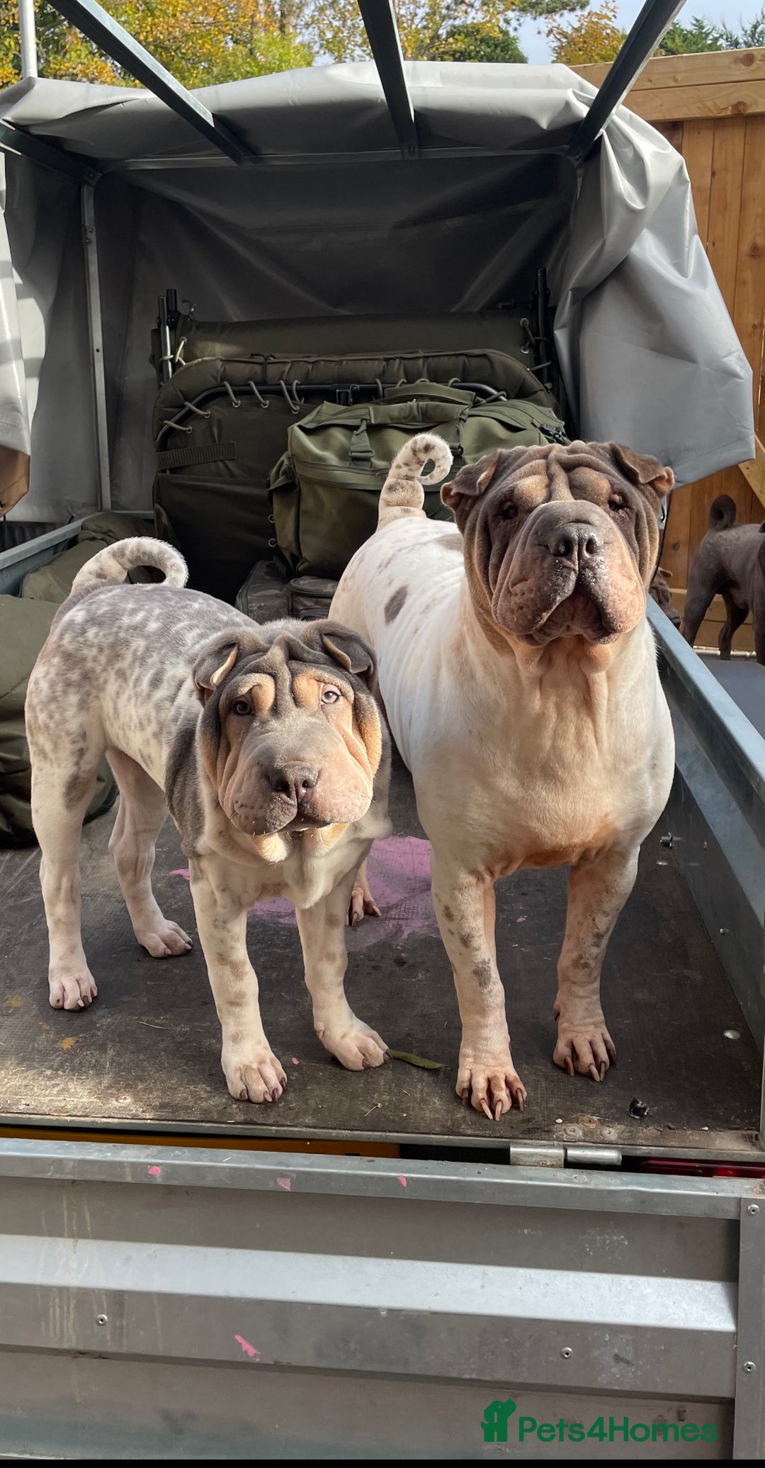 Shar Pei dogs for sale: Male Shar Pei  - Image 6