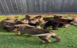 German Shepherd dogs for sale: German Shepherd Puppies, Ready to leave next week - Image 1
