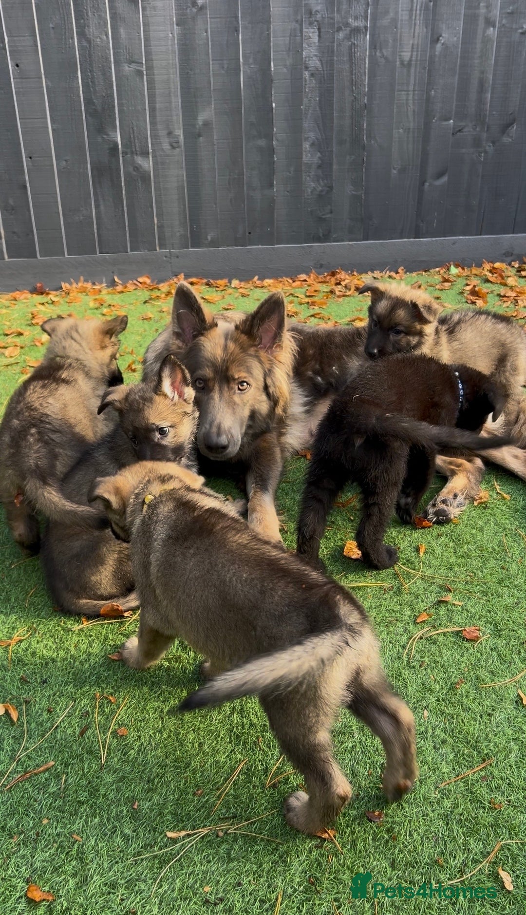 German Shepherd dogs for sale: German Shepherd Puppies, Ready to leave next week - Image 1