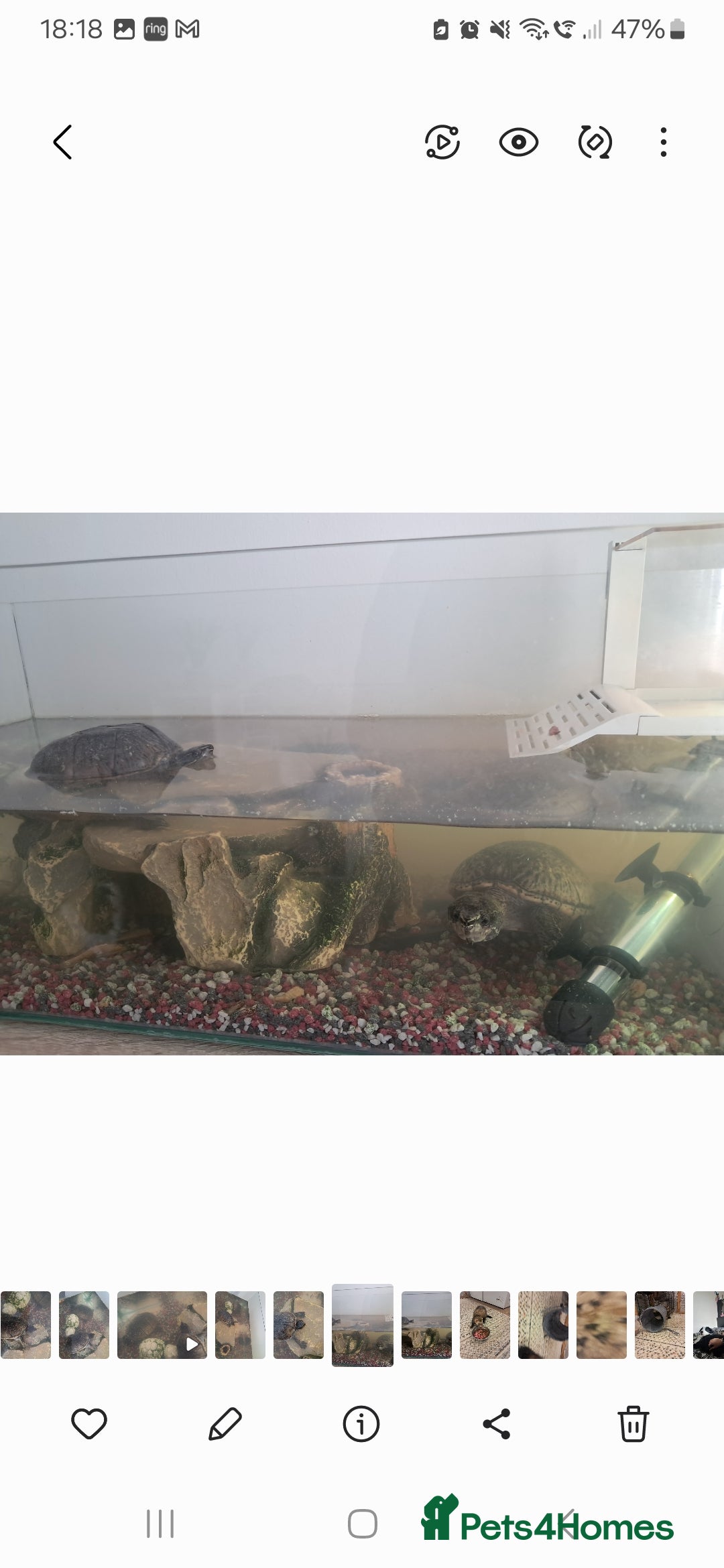 Turtle reptiles for sale: 2 turtles  - Image 3