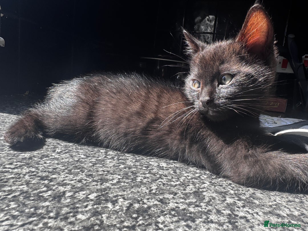 Mixed Breed cats for sale: Kittens for Sale – Litter Trained & Wormed flead - Image 4