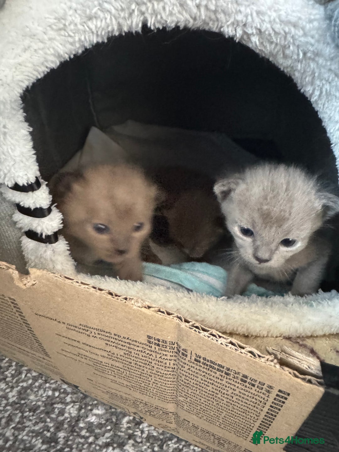 Burmese cats for sale: Burmese Kittens - Advert 9