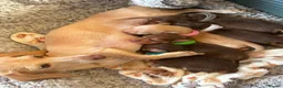 Miniature Dachshund dogs for sale: miniature dachshund in Oxford - Advert 1