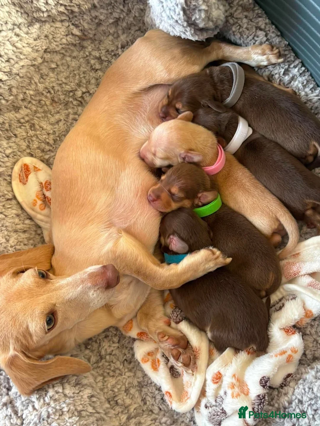 Miniature Dachshund dogs for sale: miniature dachshund in Oxford - Advert 1