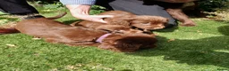 Cocker Spaniel dogs for sale: Cocker Spaniel Puppies in Barnsley - Advert 2