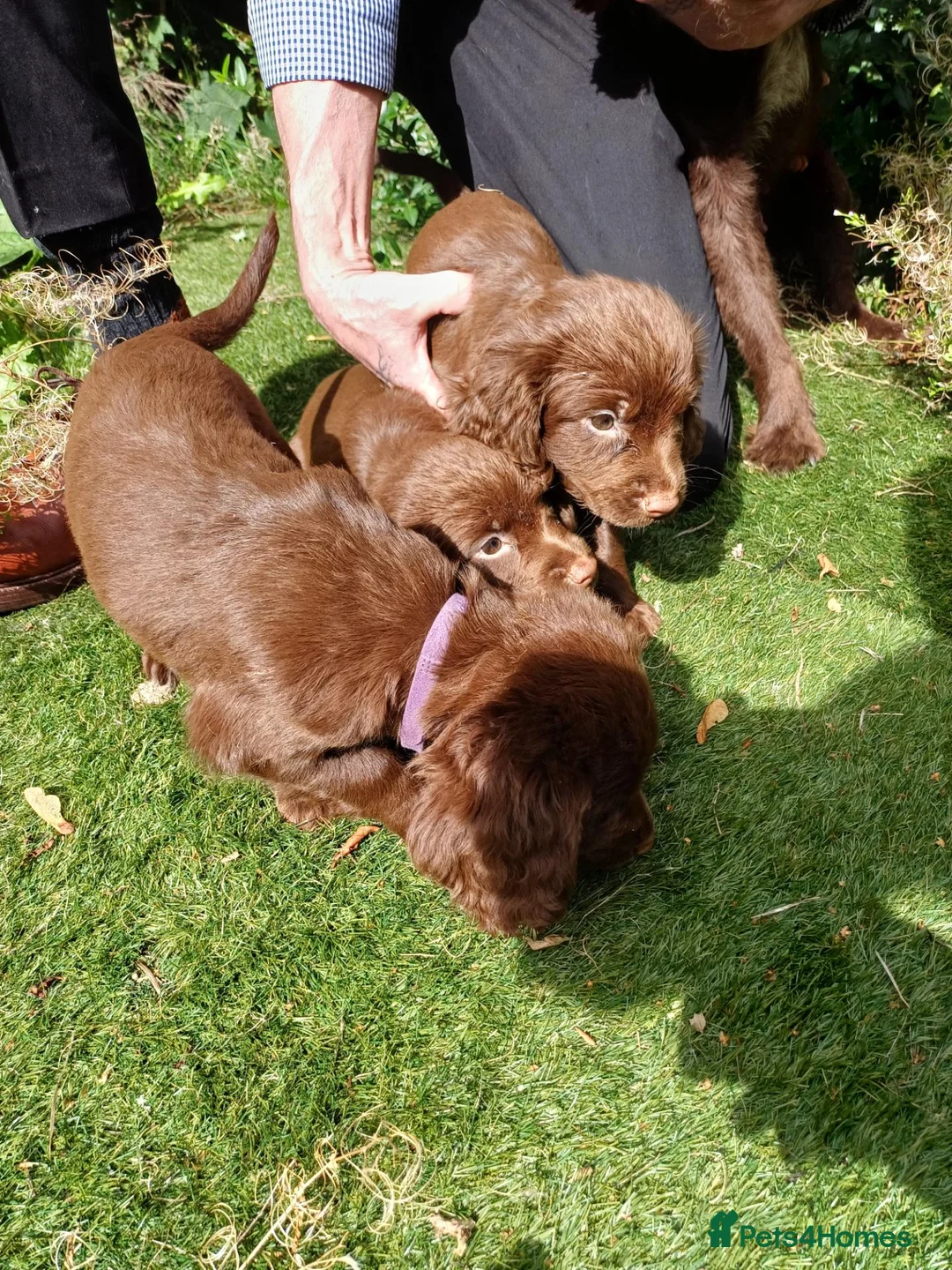 Cocker Spaniel dogs for sale: Cocker Spaniel Puppies in Barnsley - Advert 2