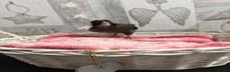 Chickens poultry for sale: Need to find there forever home  in Liverpool - Advert 15
