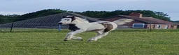 Irish Cob horses for sale: Mini cob filly foal - Advert 3