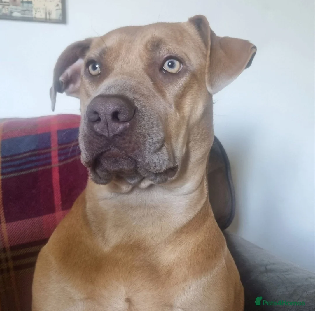 Mixed Breed dogs for sale: Staff x lab  - Advert 2